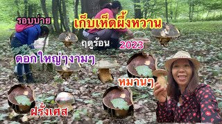 รอบที่8/1 เก็บเห็ดผึ้งหวาน ฤดูร้อน2023 กับเพื่อนๆเห็ดรอบบ่ายมีแต่ดอกงามๆ หมานๆทุกคน@92wara