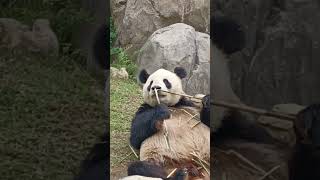 【超カワ】食事中のリーリーその139～This male Giant Panda's action is cute.