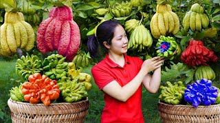 Lucky Woman Harvests Colorful Buddha’s Hand Fruits & Go to Market Sell 🍋✨ Hana Harvesting