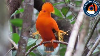 The most beautiful bird in the jungle (Guianan cock of the rock)