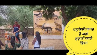 हिरन से देखे लेकिन ऐसे नहीं 🤩😲|| Tal-Chhapar Santuary || Rajasthan