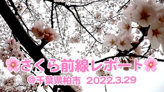 さくら前線レポートfrom千葉県柏市〜あけぼの山農業公園のさくらnowをお届けします〜