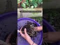 JANGAN ASAL REPOTTING TANAMAN!! #fyp #plants #short #tips #viral #tutorial #tanamanhias