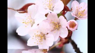 写真が織りなすさくらの花びらたち