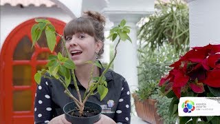 How to make a poinsettia turn red again?