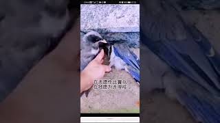 比翼鳥、不離不棄