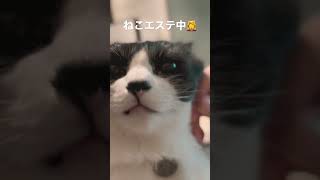 【ねこエステ】#猫#ハチワレ猫#リラクゼーション#猫マッサージ