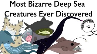 Most Bizarre Deep Sea Creatures Ever Discovered