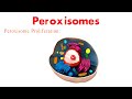 peroxisomes peroxisomes structure and function biology cell biology