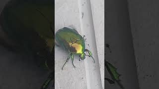 Beautiful green beetle #beetle #insects #nature