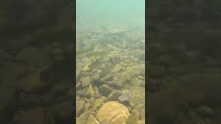 Underwater Camera Stocked Trout Stream