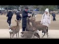 鹿ちゃんに囲まれて嬉しい観光客🫎nara park