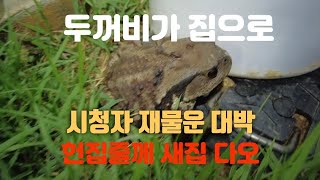 아!  신기하네요!!! 재물운의 상징인 두꺼비가 집으로 들어와서 안전하게 야생으로 돌려 보냈습니다