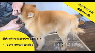 ポメラニアンの柴犬カット［One for Dog］