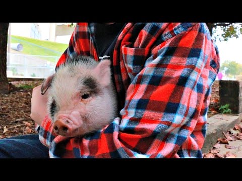 Should We Get Pot Bellied Pigs? Should We Get Pot Bellied Pigs?