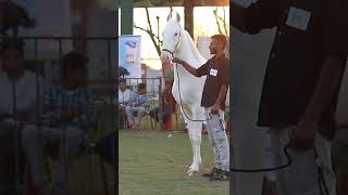 NUKRA HORSE IN EMPIRE HORSE SHOW | #nukra #horse #empire #horse #show #shonki #sardar #ludhiana