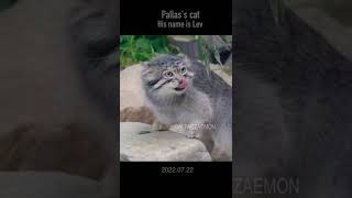 強引にお肉を食べるパワー系マヌルネコのレフ君#shorts #manul #pallascat #pallasscat #マヌルネコ