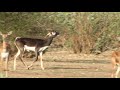 blackbuck deer indian animals జింకలు