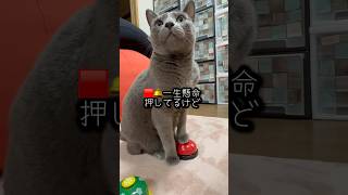 【ロシアンブルー】食いしん坊めろんの今朝のおねだりベル🛎️🤗【猫】#shorts