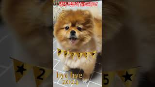 #pomeranian#구독좋아요는사랑입니다 #강아지#그냥웃자#웃긴강아지 #노래하는강아지 #cutedog #puppy #2025년화이팅 #dogshorts