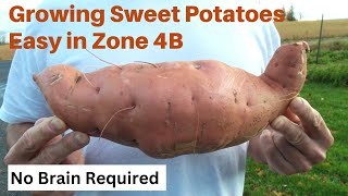 Growing Sweet Potatoes Easy in Zone 4B -- No Brain Required