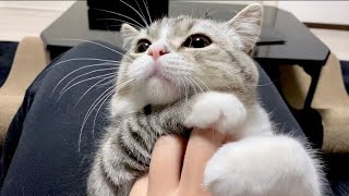 欲張ってもふ猫をもふりすぎるとこうなります…w