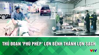 Tiêu điểm: Thủ đoạn phù phép lợn bệnh thành lợn sạch | VTV