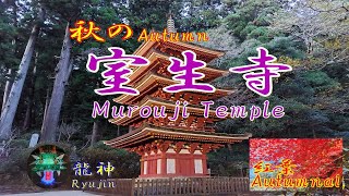 奈良の紅葉名所Autumn Leaves Spots in　Nara　Japan 室生寺 心の癒し せせらぎの音 ライトアップ 　Murouji　Temple　 Sounds of nature