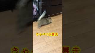 大暴走！？猫かぶりの子猫【ミヌエット】#子猫 #猫 #ミヌエット #shorts