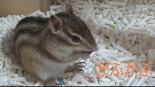 【シマリス】お引っ越し Chipmunk moved  into a new house