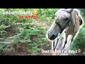 getting very lost😬 *asked for help* | embarrassing😳 | GO PRO | equinemollie