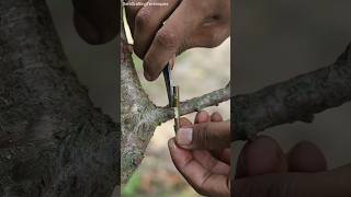 Grafting fruit tree very easy new techniques || do it in 20 seconds#graft