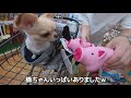 【犬 vlog】チワワに新しいおやつをあげたら食いつきがすごかった