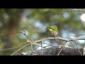 柿の実を食べるメジロ