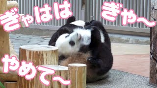 パンダの赤ちゃん楓浜🐼コレは神回ｗ何回見ても笑えるわｗｗ