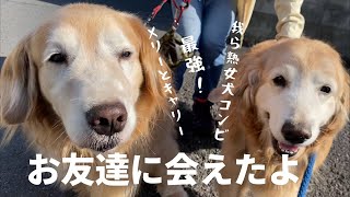 老犬も散歩に行けば楽しいことがいっぱい！お友達にも会えるしボールも見つかる！ Once you go to walk, there are lots of fun outside.