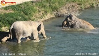 ПЕРВЫЙ заплыв МАГДЫ! Слонихи ВПЕРВЫЕ плавают ВМЕСТЕ в Тайгане. FIRST ELEPHANT SWIM!