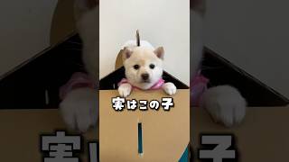 子犬の頃の柴ママモッチーがかわいい🩷 #豆柴 #柴犬 #子犬　#こいぬ　#puppy