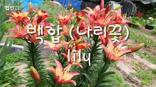 🌳 Hepburn's garden 🌳    🌸 백합 (나리꽃) 🌸 lily ㅡ 추식구군 🌸 민화작가의 뜨락