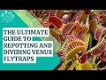 The Ultimate Guide to Repotting and Dividing Venus Flytraps