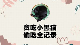 调皮小黑猫偷东西吃，得手后得意的不得了！ #小黑猫成长日记 #黑仔好可爱！｜ 黑仔日志 EP 1