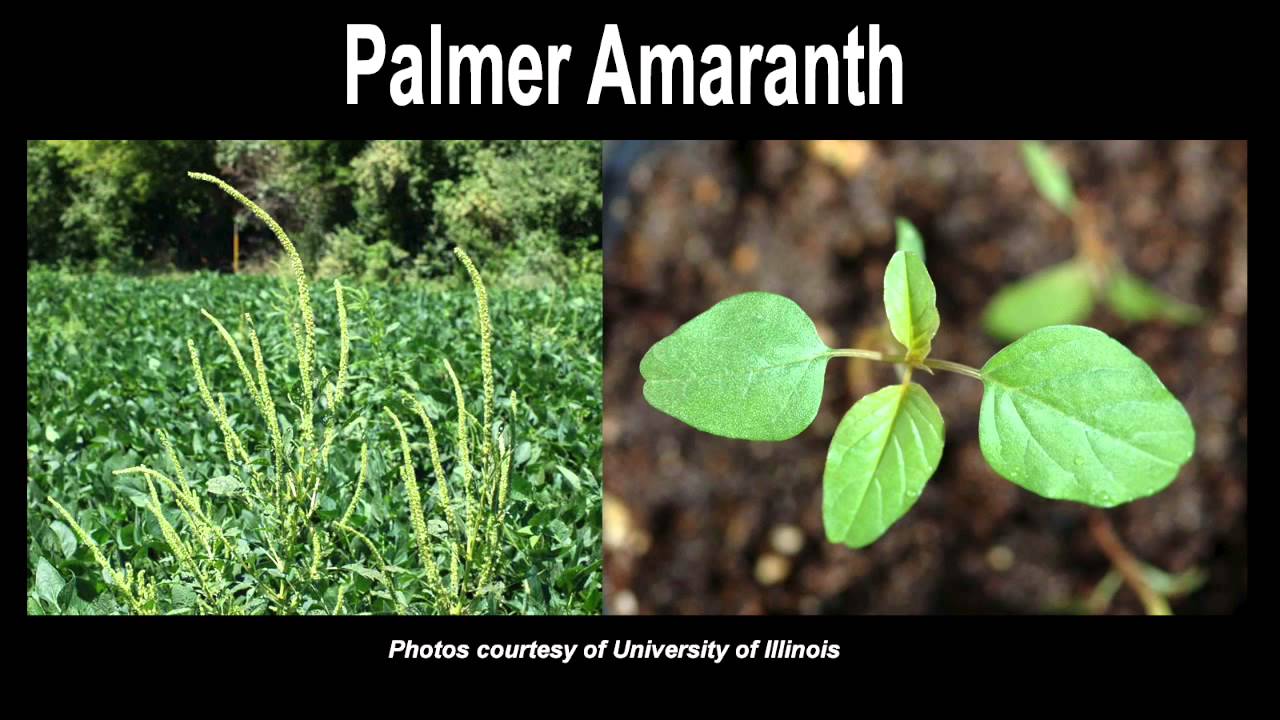 From The Desk Of Laura Allen: 7 Steps For Fighting Palmer Amaranth (6 ...