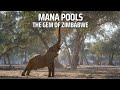 Mana Pools National Park: The Gem of Zimbabwe