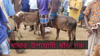 আজ ৮ই সেপ্টেম্বর। গাজীপুর জেলার বরমী গরুর হাট।খামার করার উপযোগী ষাঁড় গরু