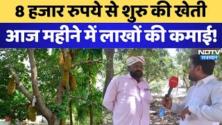 Farmers Story: कटहल की बागवानी से किसान को हो रहा लाखों का मुनाफा। Bharatpur  ।  Rajasthan । Farming