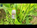 syngenta ampliog insetcide telugu chloratranilprole 10% lambda cyhalothrin 5% zc