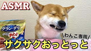 【ASMR】【柴犬】サクサクわんこ用おっとっと食べるよ