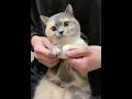 可爱的猫咪随着音乐跳舞 小猫咪 小猫咪 好可爱