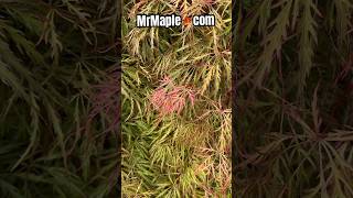 See the original ‘Shu shidare’ Laceleaf Japanese Maple! Shop MrMaple.com for your #garden #mrmaple