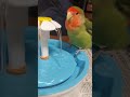 コザクラインコちゃんは水浴びが少し下手です　rosy faced lovebirds are not good at bathing